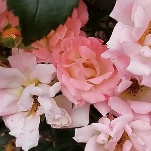 Meet your Posher, Kendra